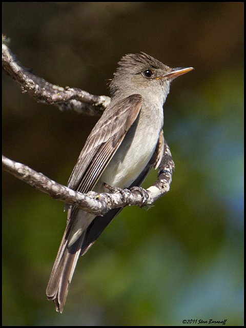 _1SB6739 eastern wood pewee.jpg